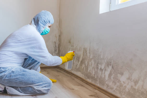 Licensed Black Mold Removal service in Kent, WA - WQB Mold Removal