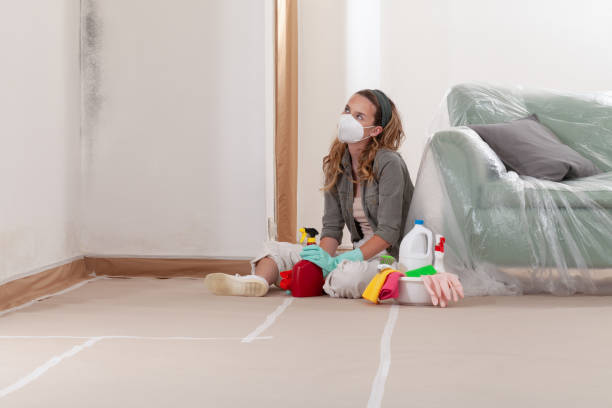 Reliable Black Mold Removal contractor in Kent, WA by WQB Mold Removal