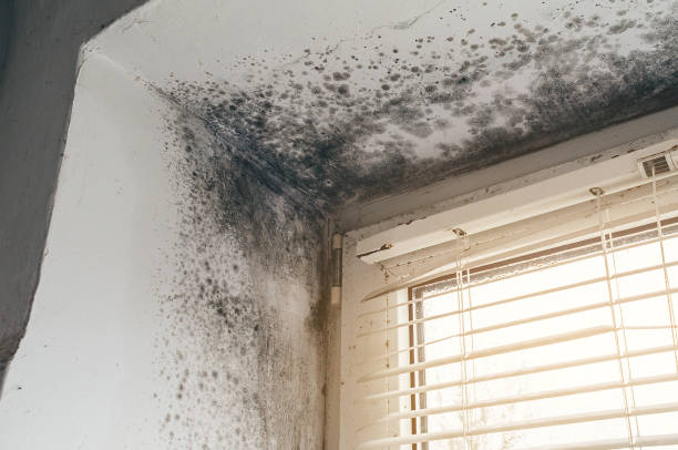 Affordable Black Mold Removal solutions in Kent, WA